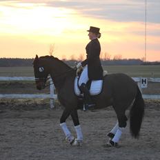 Welsh Cob (sec D) Avonvalley Lara-Croft