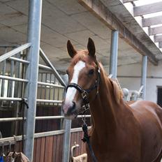 Dansk Varmblod Stald Enghøjs Salsa Romantica