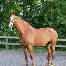 Dansk Varmblod Stald Enghøjs Salsa Romantica