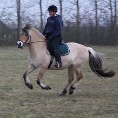 Fjordhest KIRSTINE VÅRBY