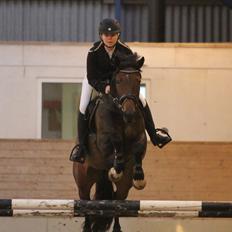 Dansk Varmblod Brusgaards Soulmate