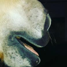 Fjordhest Natja (Natti) *Passer*