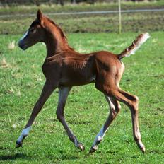 DSP Lykkebo Césanne