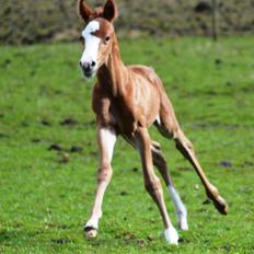 DSP Lykkebo Césanne