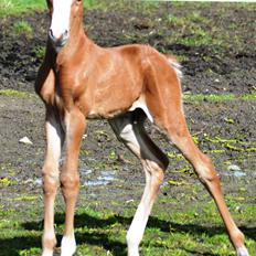 DSP Lykkebo Césanne