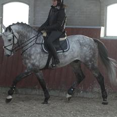 Anden særlig race C. G. Cool Cash