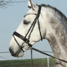 Anden særlig race C. G. Cool Cash