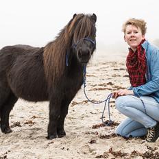 Shetlænder  karlsbjerggårds etello 