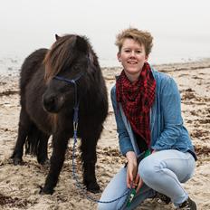 Shetlænder  karlsbjerggårds etello 