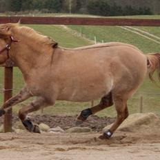 Anden særlig race Stald ax golden extreem