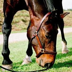 Anden særlig race Fredrik [Himmelhest]