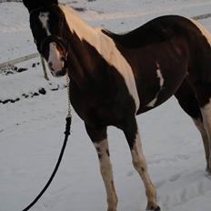 Pinto Vadekærgårds lille my