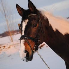Pinto Vadekærgårds lille my
