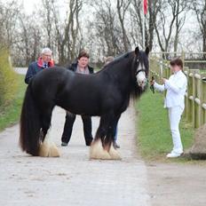 Tinker Holly af vesterskov