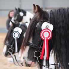 Tinker Holly af vesterskov