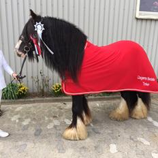 Tinker Holly af vesterskov