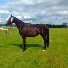 Trakehner Belle noir