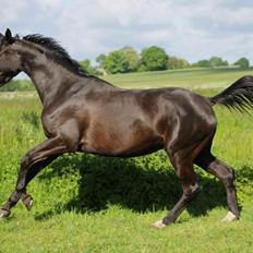 Trakehner Belle noir