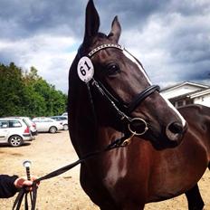 Trakehner Belle noir
