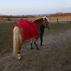 Haflinger Kiwi elghusets - solgt