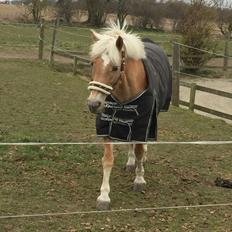 Haflinger Kiwi elghusets - solgt