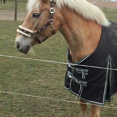 Haflinger Kiwi elghusets - solgt