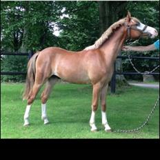 Welsh Pony (sec B) Bourbon