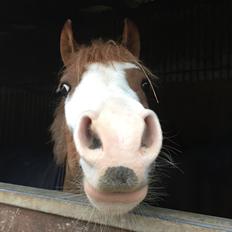 Welsh Pony (sec B) Bourbon