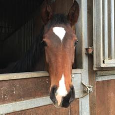 Dansk Varmblod Alexa ax