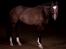 Dansk Varmblod M.B Ambition's Boy