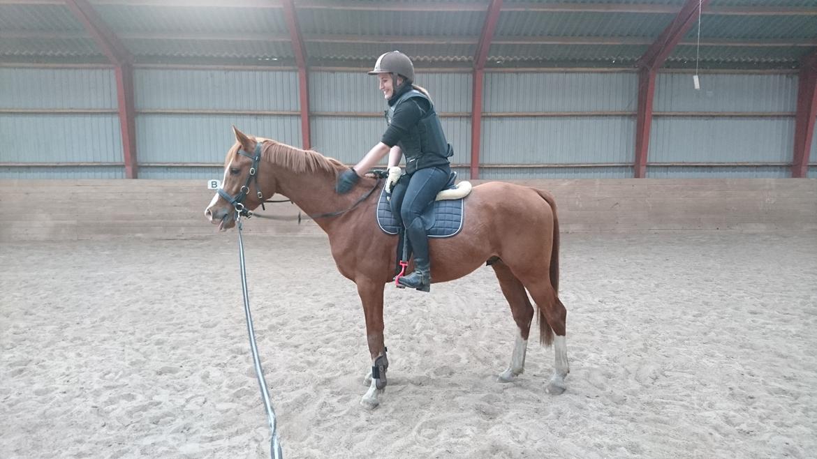 Arabisk fuldblod (OX) HO-Cosmos Jack billede 18