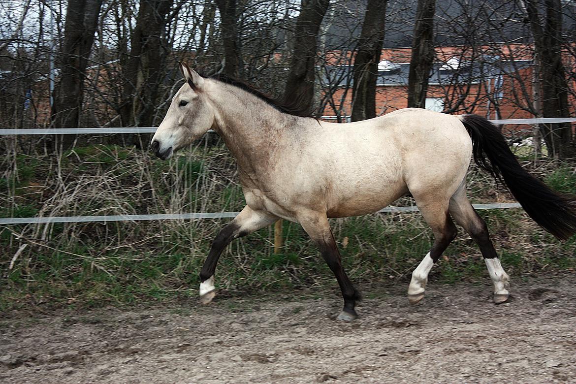 Anden særlig race | Sofus billede 8