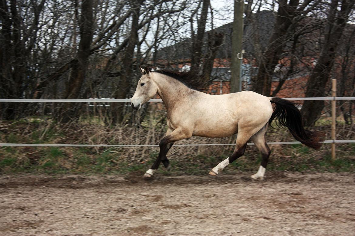Anden særlig race | Sofus billede 1