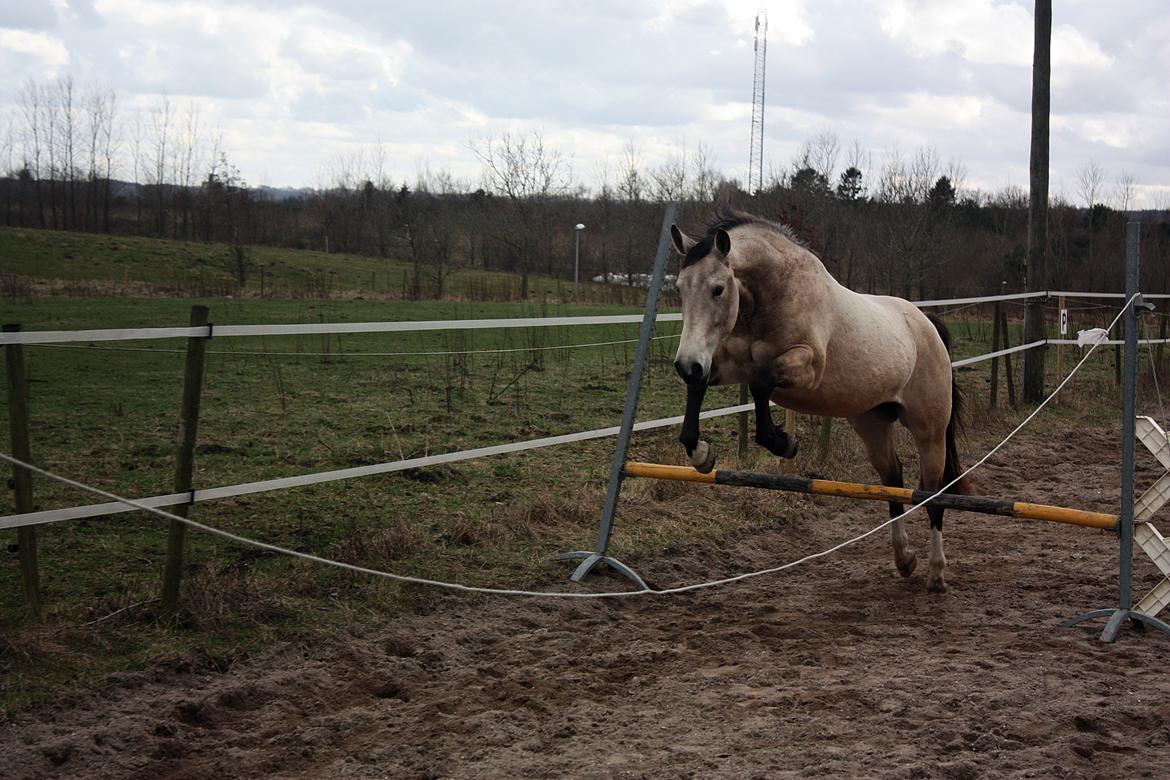 Anden særlig race | Sofus billede 40