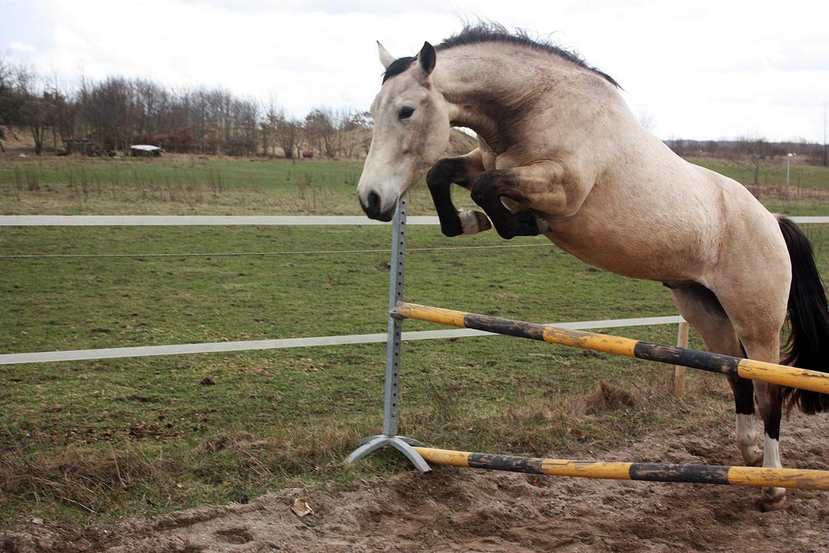 Anden særlig race | Sofus billede 3