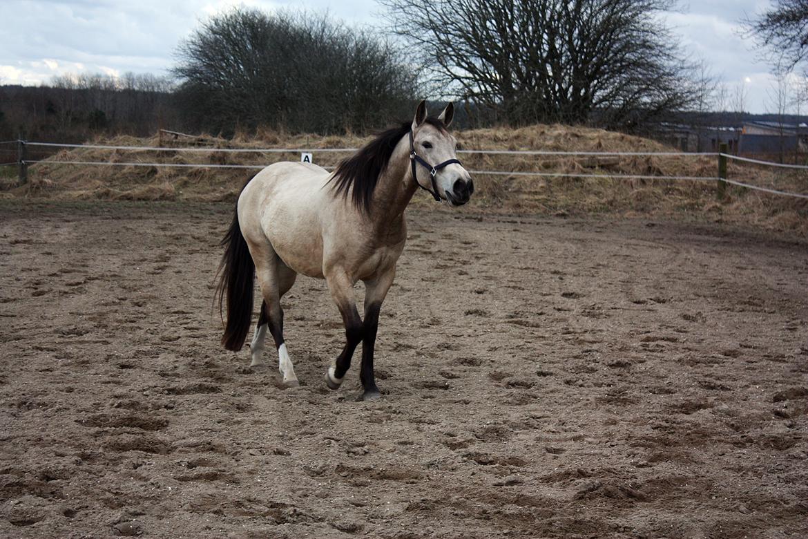 Anden særlig race | Sofus billede 20