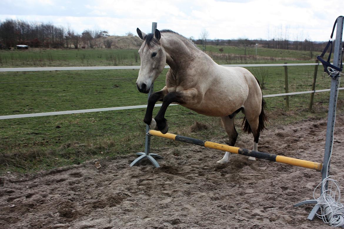 Anden særlig race | Sofus billede 39