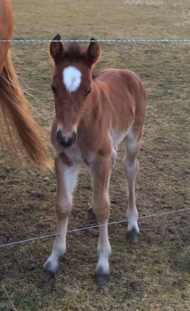 Anden særlig race Ann'drogles Varmløse billede 1
