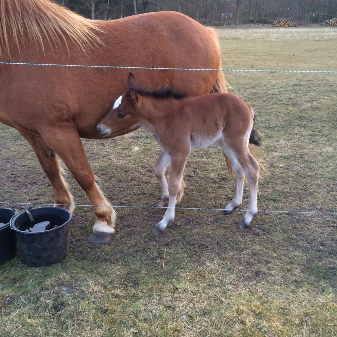 Anden særlig race Ann'drogles Varmløse billede 3