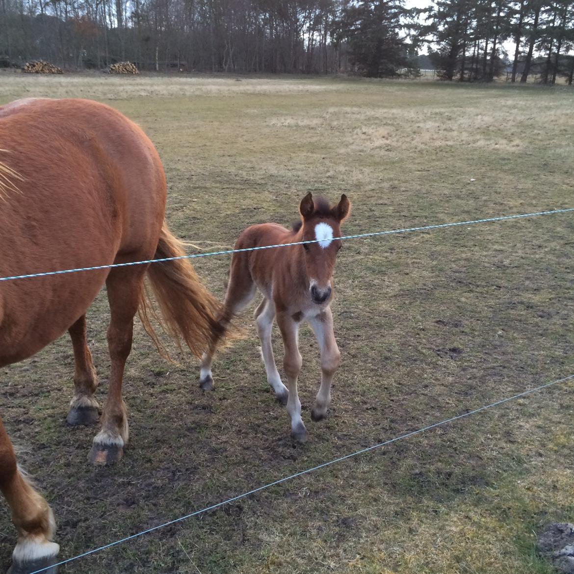 Anden særlig race Ann'drogles Varmløse billede 4