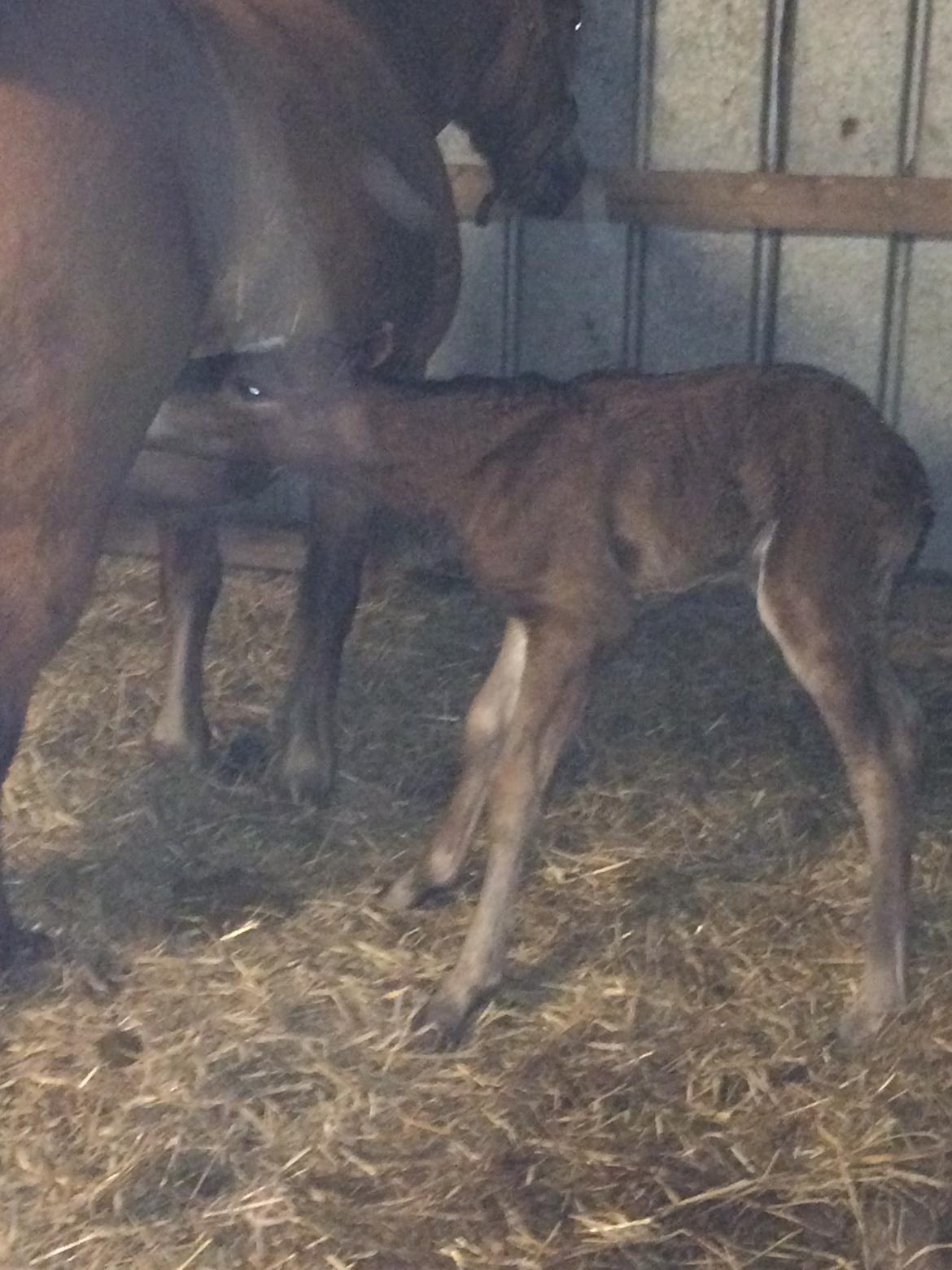Anden særlig race Ann'drogles Varmløse billede 5
