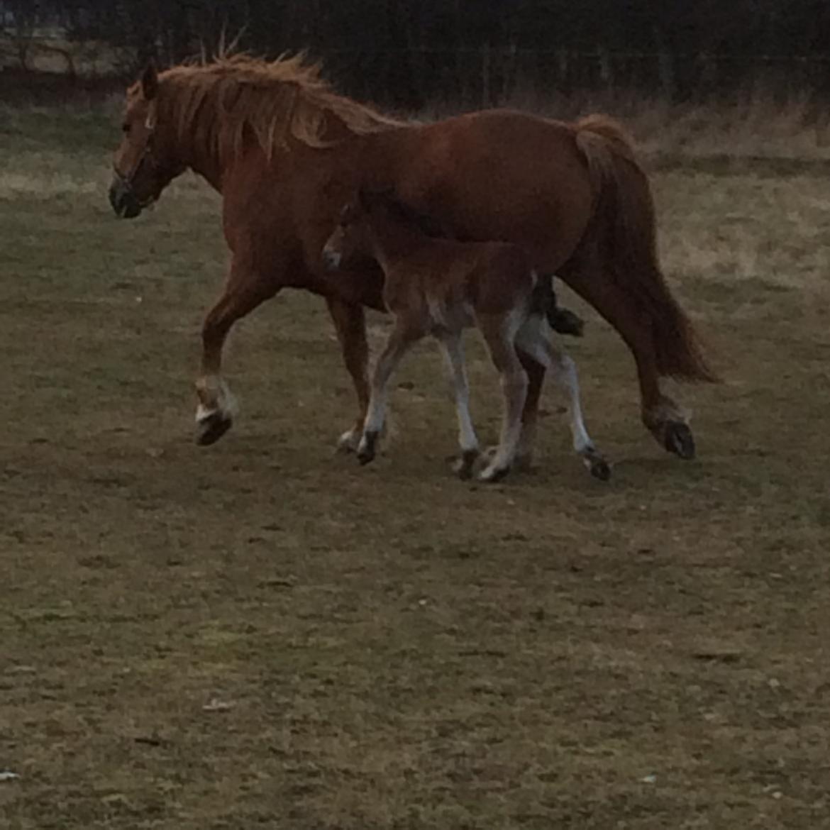 Anden særlig race Ann'drogles Varmløse billede 6