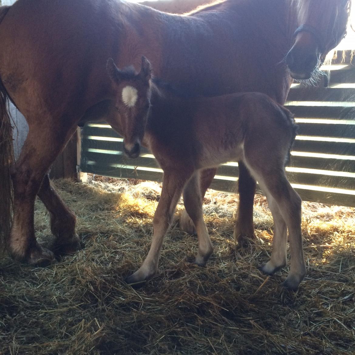 Anden særlig race Ann'drogles Varmløse billede 7