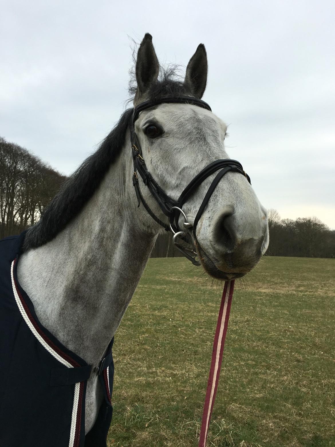 Dansk Varmblod Cornelius billede 2