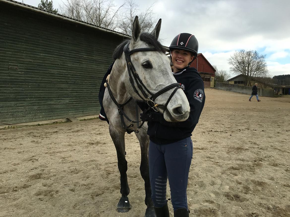 Dansk Varmblod Cornelius billede 13