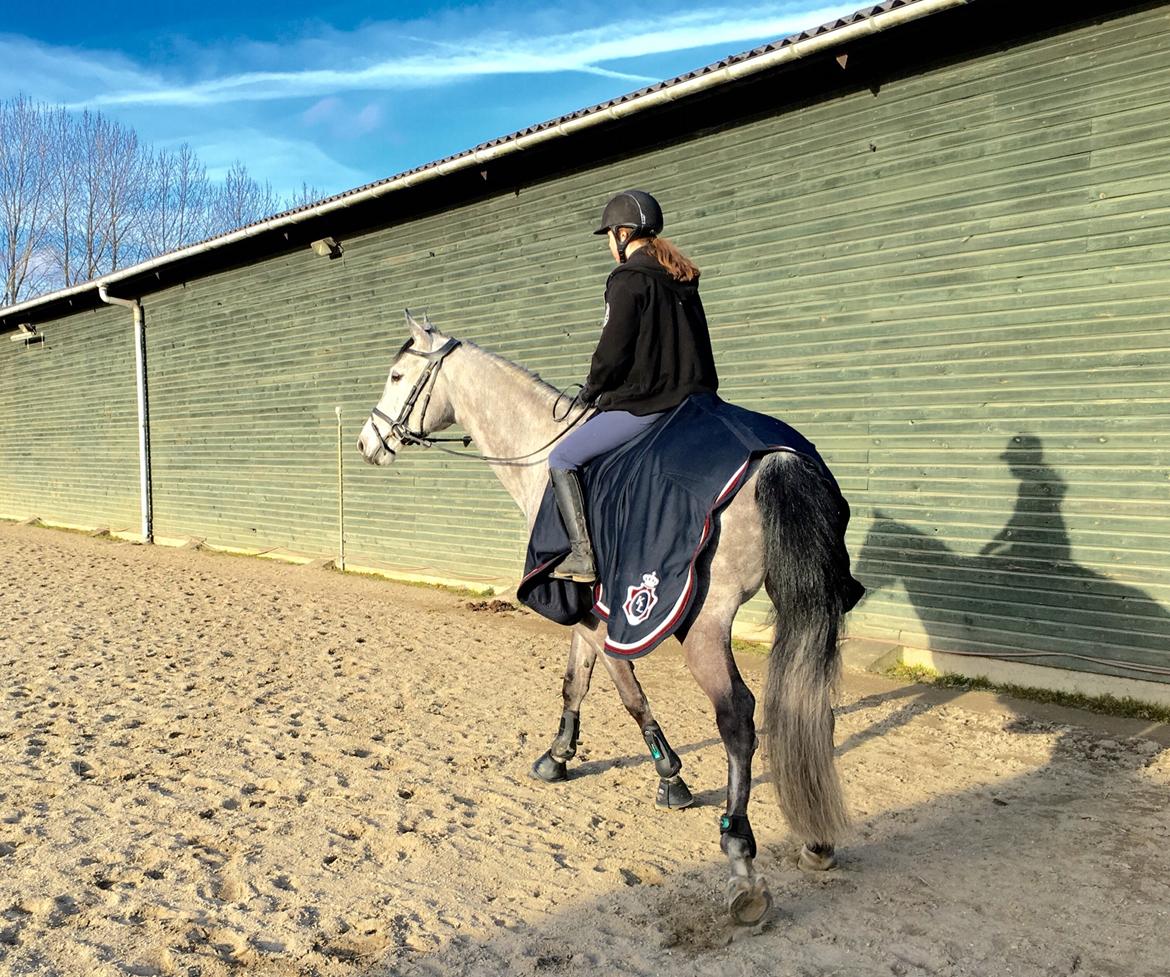 Dansk Varmblod Cornelius billede 7