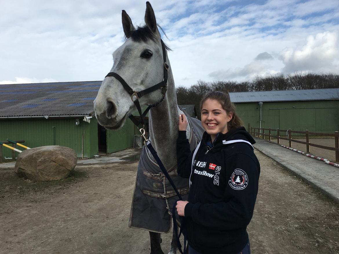 Dansk Varmblod Cornelius billede 8