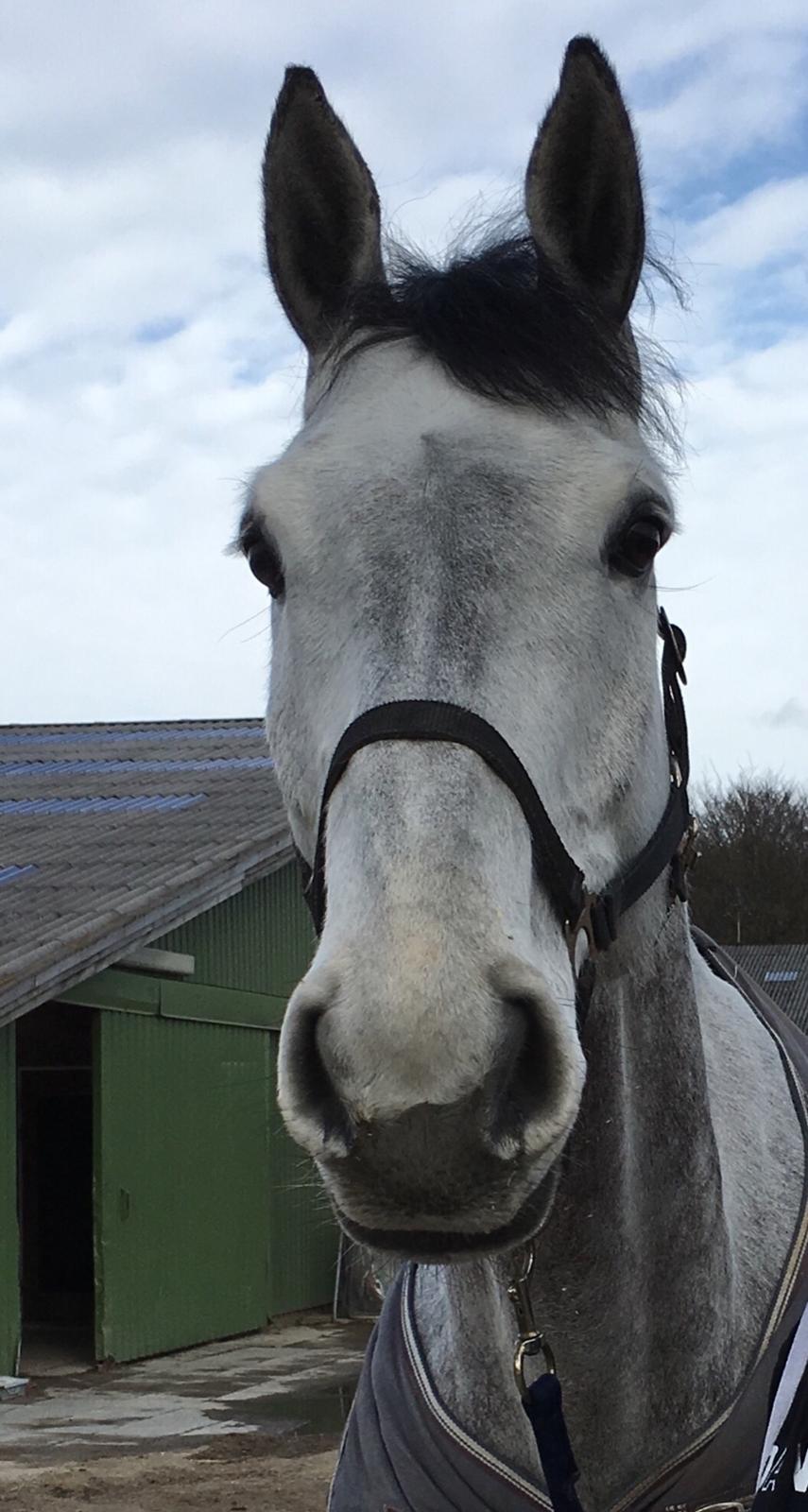 Dansk Varmblod Cornelius billede 19