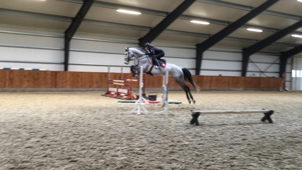 Dansk Varmblod Cornelius billede 6