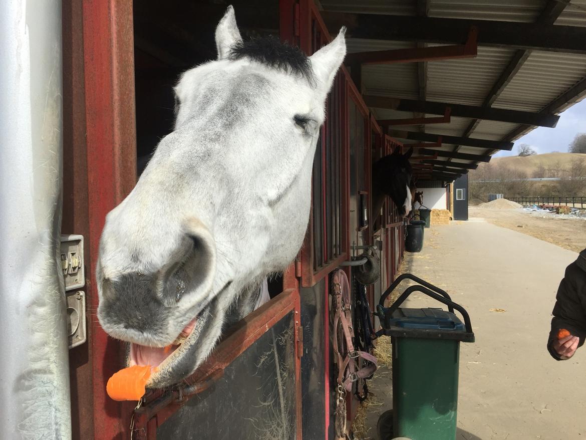 Dansk Varmblod Cornelius billede 9